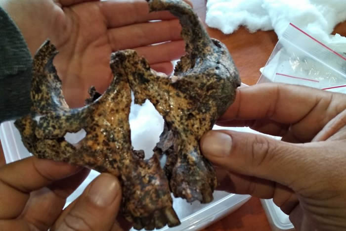 南非洞穴发现200万年前人类近亲罗百氏傍人头骨化石 不同环境进化实例