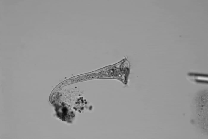 性吸引力的起源也许比想象中还要古老