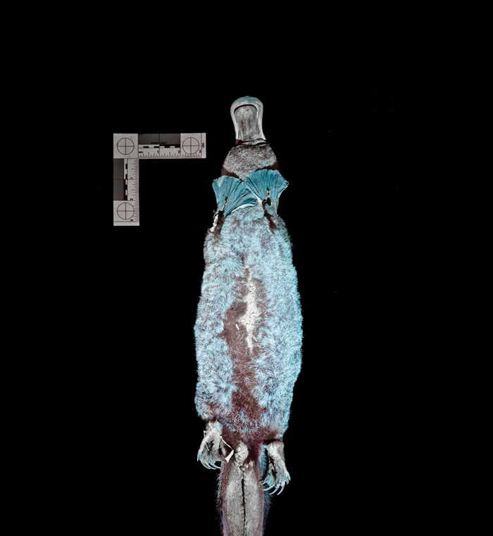 鸭嘴兽具有生物萤光,这代表它们的毛会在紫外光下发出蓝绿色的光。这张照片属于一张用于一项研究的复合影像,它用一种黄色滤镜拍摄,显露出鸭嘴兽毛皮的萤光更加「真实」的