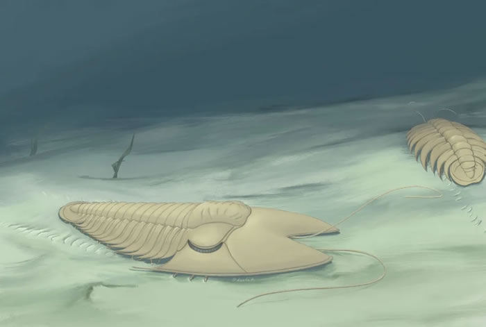 范特西虫复原图。霍秀泉绘。