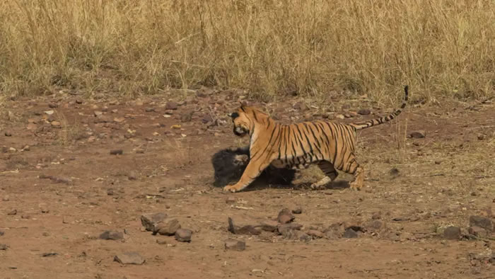 ӡ��������ϻ��������ϼ����������ܼ�ս