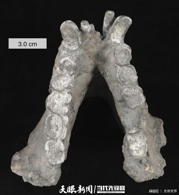 巨猿的下颌骨(资料图)