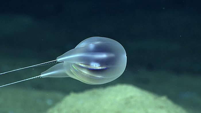 波多黎各附近深海发现新的栉水母Duobrachium sparksae