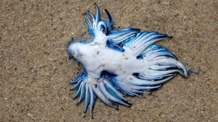 �ϷǸ����ڿ��ն���Ǻ�̲ɢ��ʱ���֡�������������������Glaucus atlanticus