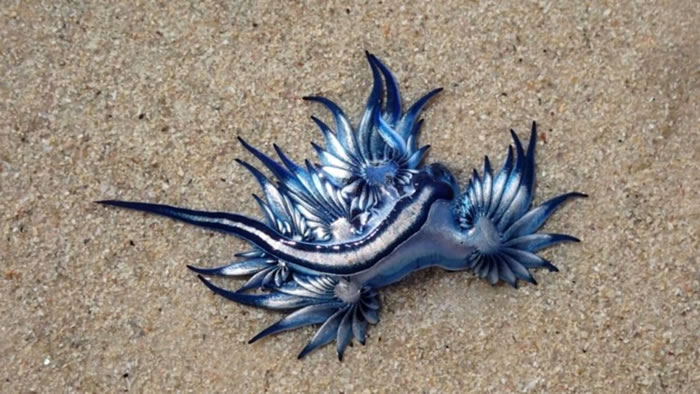 �ϷǸ����ڿ��ն���Ǻ�̲ɢ��ʱ���֡�������������������Glaucus atlanticus