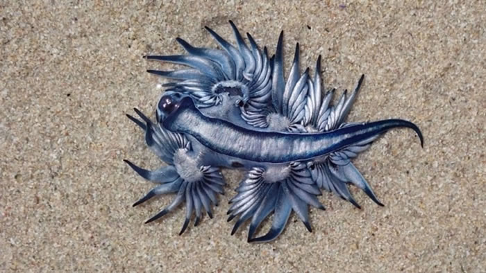�ϷǸ����ڿ��ն���Ǻ�̲ɢ��ʱ���֡�������������������Glaucus atlanticus