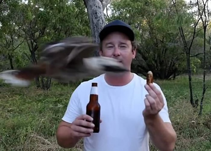 澳洲男子向朋友炫耀烧烤技巧 笑翠鸟从天而降瞬间将香肠叼走