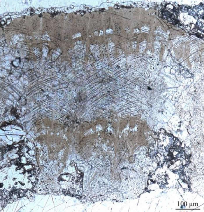 休宁伞形蛋蛋壳径切面显微结构示伞形壳单元的排列