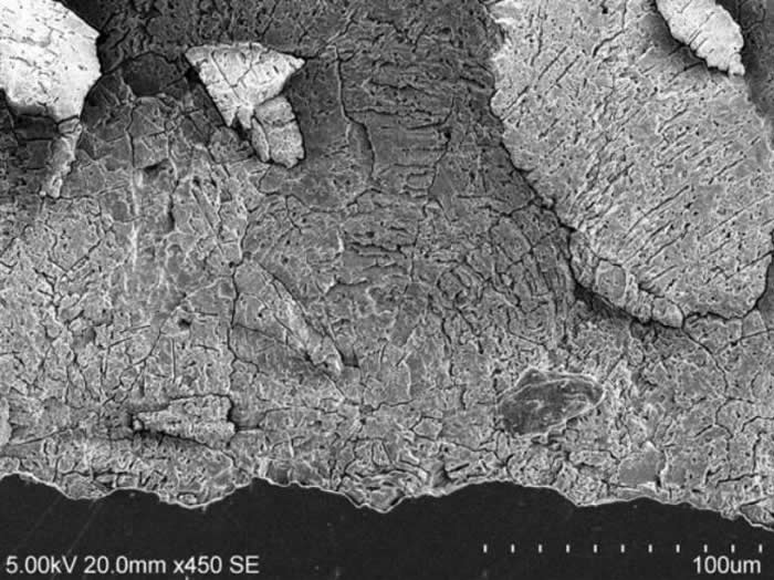 休宁伞形蛋蛋壳球形的锥体(扫描电子显微镜观察)