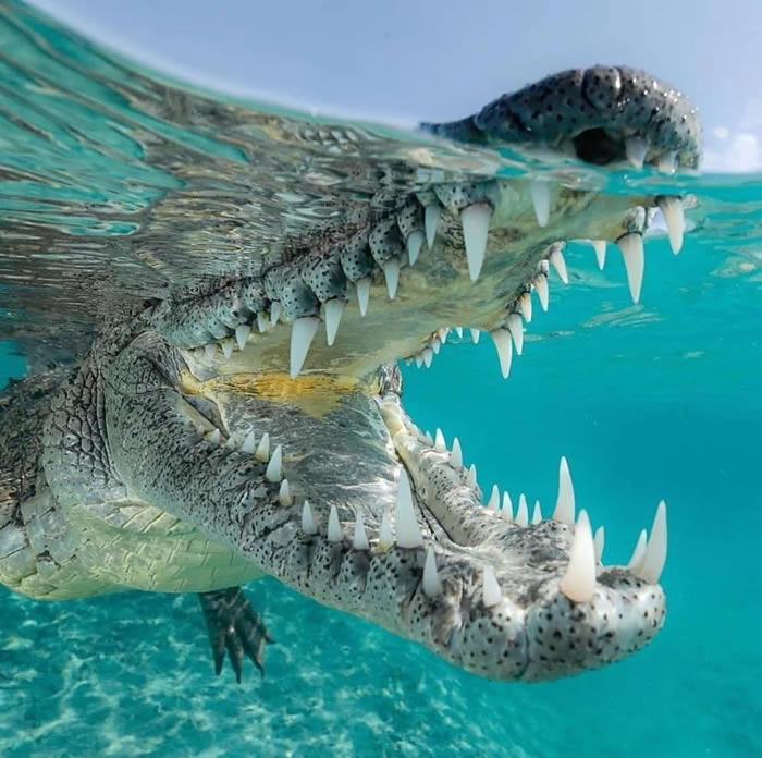 Kenyans.co.ke网站:肯尼亚小女孩救下遭到鳄鱼攻击的二年级小学生