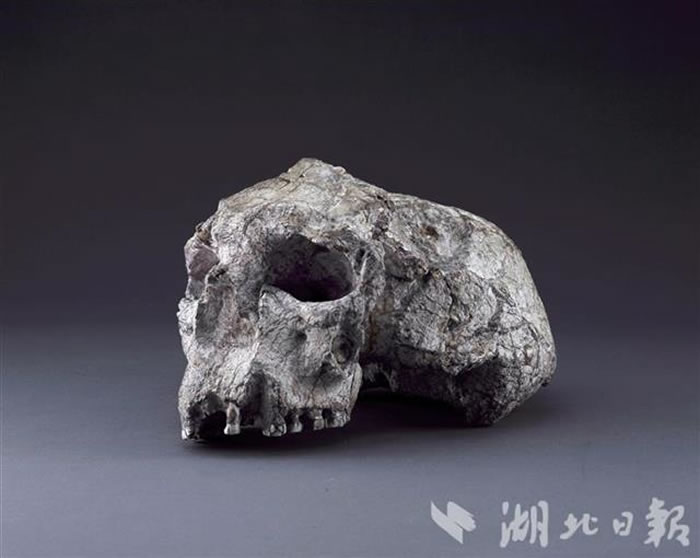 郧县人头骨化石(郝勤建摄)