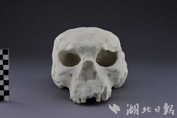 复原头骨(郝勤建摄)