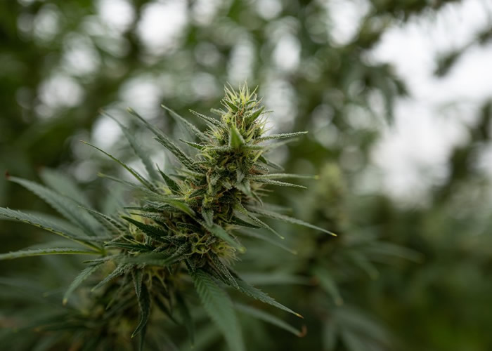 联合国麻醉药品委员会(CND)投票表决通过承认大麻的医疗用途