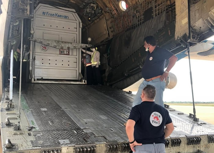 “世上最孤独大象”安全抵达柬埔寨展开新生活