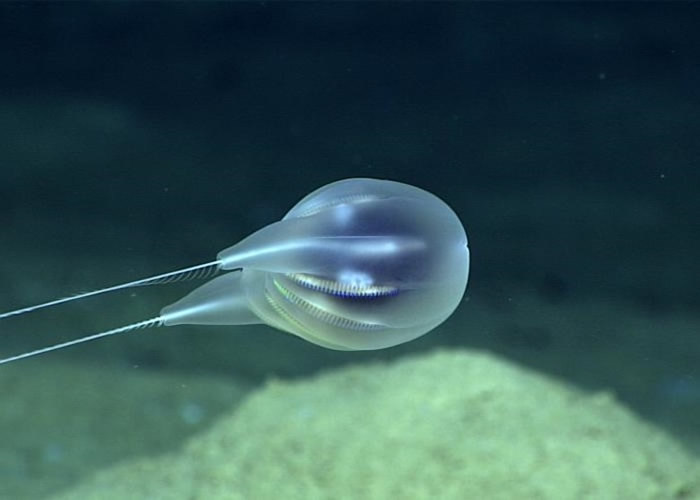 ���������������������״�����ˮĸ����Ʒ��Duobrachium sparksae