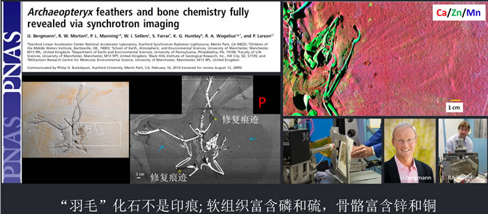 伯格曼与沃格里乌斯首次将同步辐射技术用到始祖鸟化石的“原位、无损、高分辨率”化学成像研究