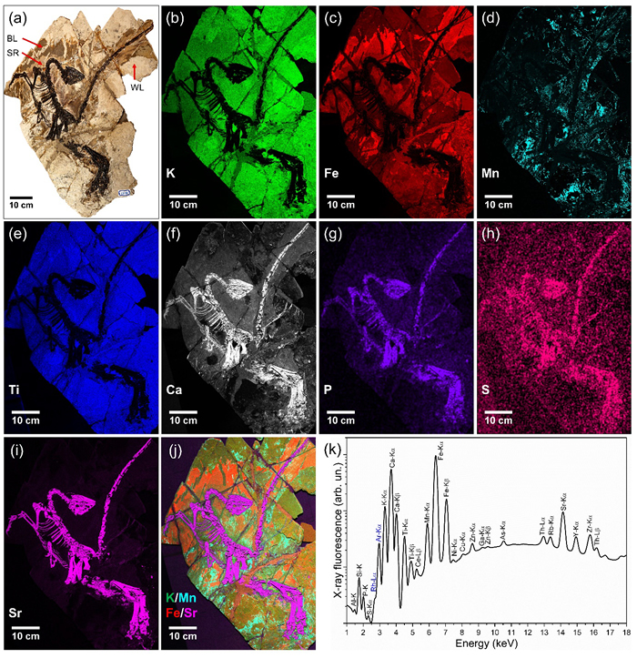 滕氏嘉年华龙(整体)及其化学元素分布图