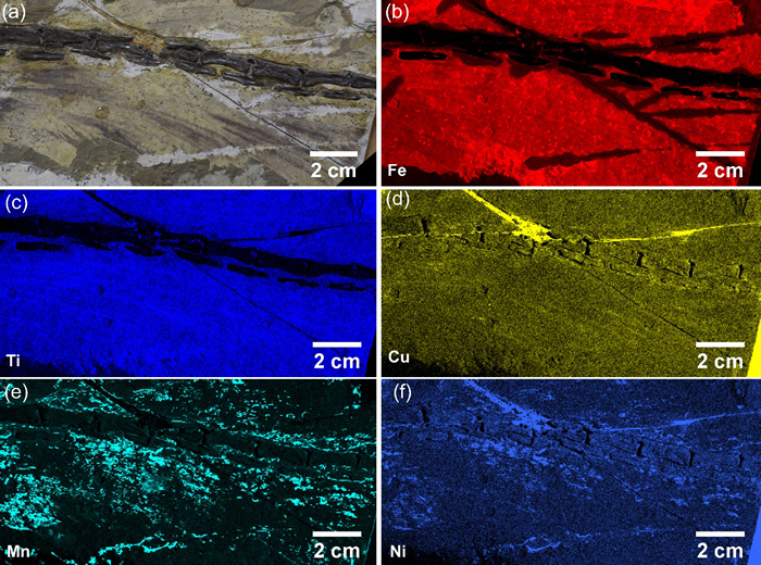 滕氏嘉年华龙尾部骨骼及其羽毛组织的化学元素分布图