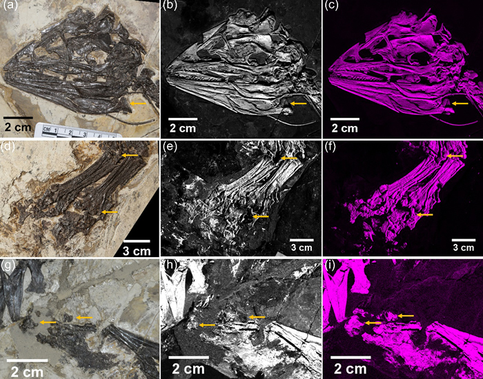嘉年华龙头骨、后腿和腰带部位的Ca和Sr元素分布图。箭头指示部位为骨骼损伤造成Ca元素的流失