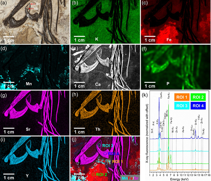 滕氏嘉年华龙前爪部位的化学元素分布图。注意:恐龙化石的骨质爪与爪鞘化学成分不同