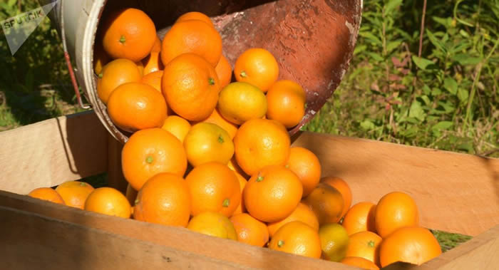 ���ֺ�������Ӧ�����ƽ��ӵ�������