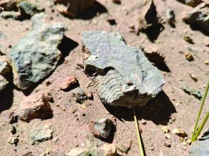 蕉叶贝类腕足化石