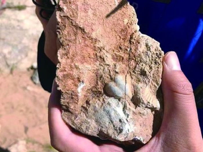 二叠纪腕足类化石