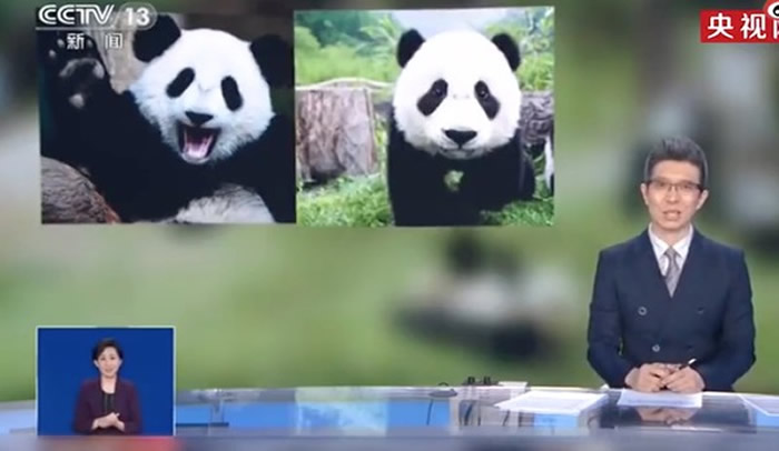 ��������Ҳ�д���è �����Ĵ�����è�Ѿ�30����û�й�����