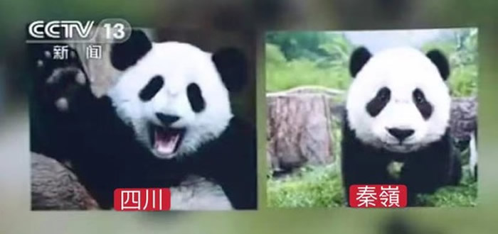 ��������Ҳ�д���è �����Ĵ�����è�Ѿ�30����û�й�����