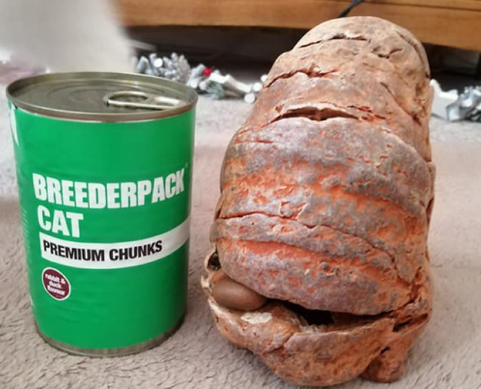 英国肯特郡母女到海滩散步发现“化石” 带回家用针刺居然冒烟燃烧原来是二战手榴弹