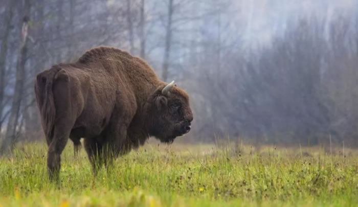 世界自然保护联盟(IUCN)更新《濒危物种红色名录》 小灰豚进入濒危