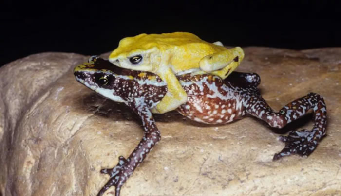 世界自然保护联盟(IUCN)更新《濒危物种红色名录》 小灰豚进入濒危