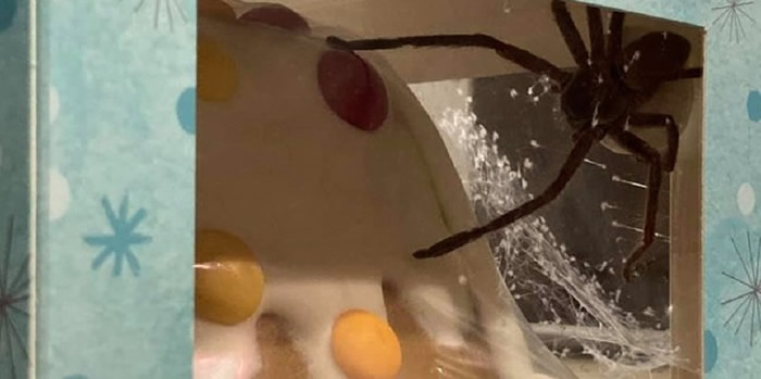 澳洲女子订购姜饼屋竟然附赠一只超大猎人蜘蛛 里面还有一大窝卵