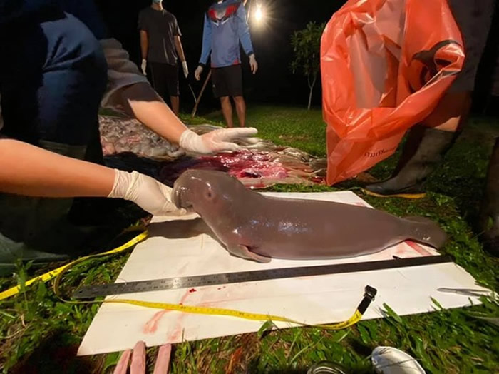 ̩��������ҹ�԰��̲����һֻ������ε���������������