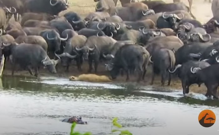 南非克鲁格国家公园母狮猎食误入水牛群活活被抛飞惨死