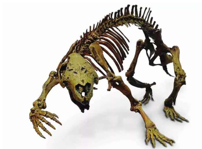 “疯狂的野兽”Adalatherium hui:马达加斯加发现6600万年前负鼠大小的哺乳动物