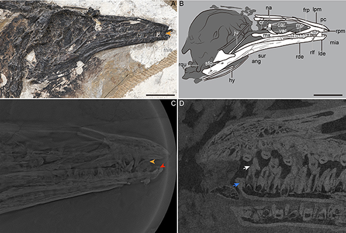短胸似燕鸟和马氏燕鸟头骨对比(王敏 供图)