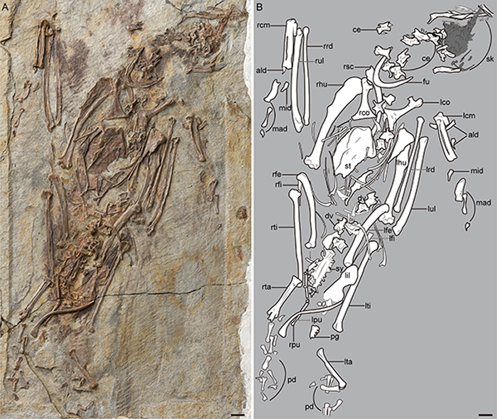 李氏别鸟(Abitusavis lii)正型(王敏 供图)