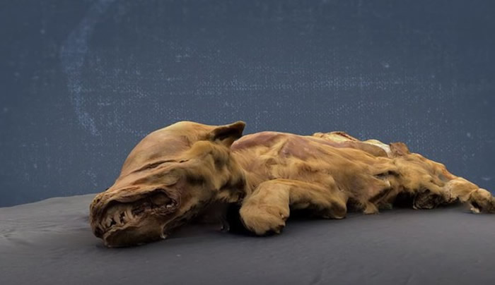 加拿大育空地区永冻土层出土5.7万年前幼狼 胃中“最后的晚餐”检出有鲑鱼或水鸟