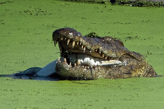 ͬʳϷǿҹ԰ش544ʳС