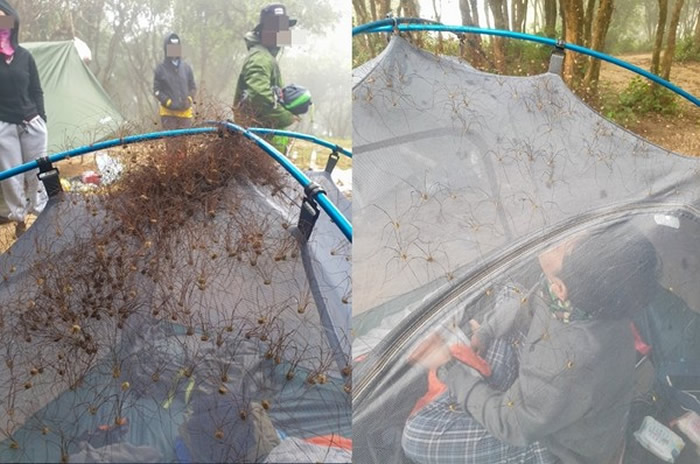 ä�룡̩������Ұ��¶Ӫ����̧ͷһ���Ż� ������������ۼ���������