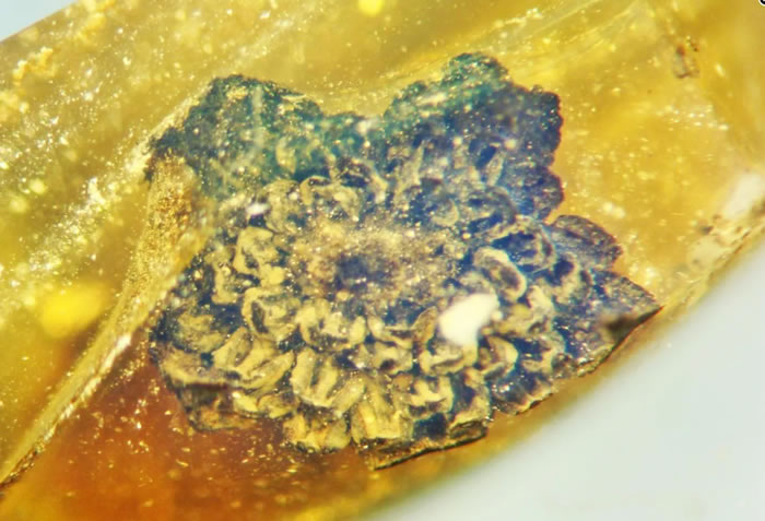 ��������������˽�һ����������ֻ���Valviloculus pleristaminis