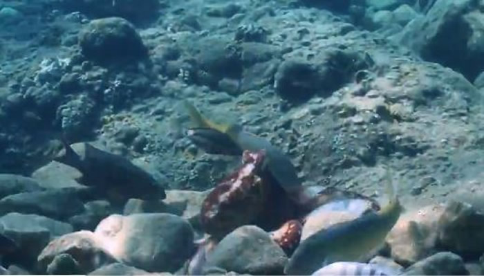 רұʾʵദǢ㡹һֿƻĻơͼEduardo Sampaioأ