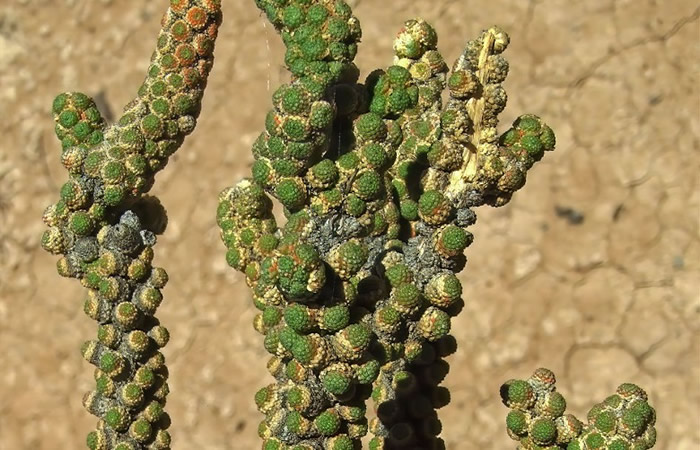 Tiganophyton karasense生长在盐田,全身长满鳞片。