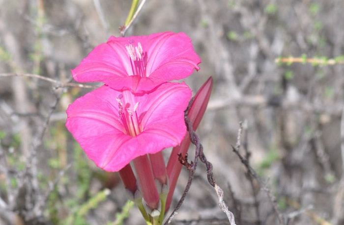 Yura除了美丽,块茎还可供食用。