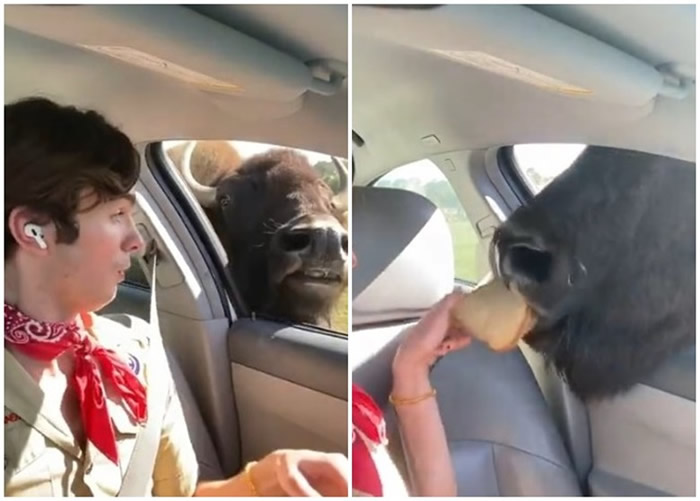 美国纽约男子在野生动物公园开车观光喂鹿 水牛将头伸进车厢要分一杯羹