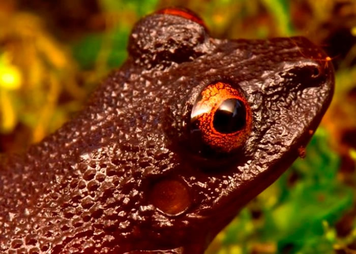 魔眼蛙消失多年。