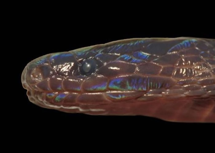 《Copeia》:接壤中国的越南河江省发现新品种“奇鳞蛇”Achalinus zugorum