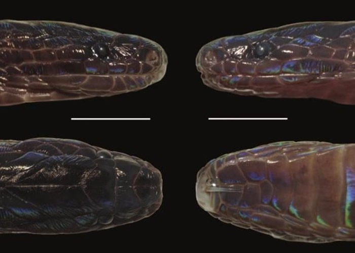 《Copeia》:接壤中国的越南河江省发现新品种“奇鳞蛇”Achalinus zugorum