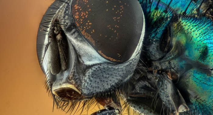 印第安纳大学科学家提议使用丽蝇寻找化学武器